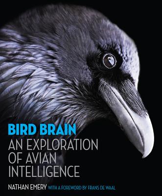 Bird Brain