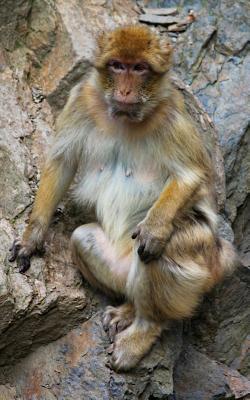 Notebook: Monkey macaque barbary Gibraltar primate mammal ape primate new world monkey old
