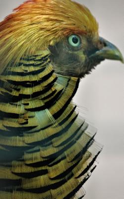 Notebook: Golden pheasant bird mane beak eyes quail wildfowl bird goose feather grouse partridge
