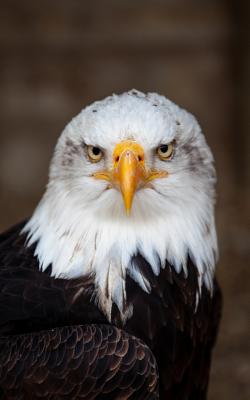 Notebook: Bald eagle bird nature raptor Bill USA golden eagle hawk bald eagle golf golf game bird
