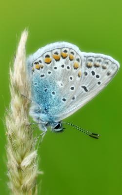 Notebook: Common blue butterfly butterflies insect wing caterpillar moth larva pupa egg order