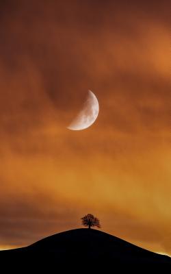 Notebook: Moon lonely tree landscape sky mood loneliness moonshine lunar night time evening